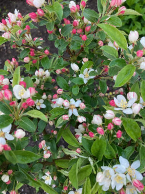 Æbleblomster