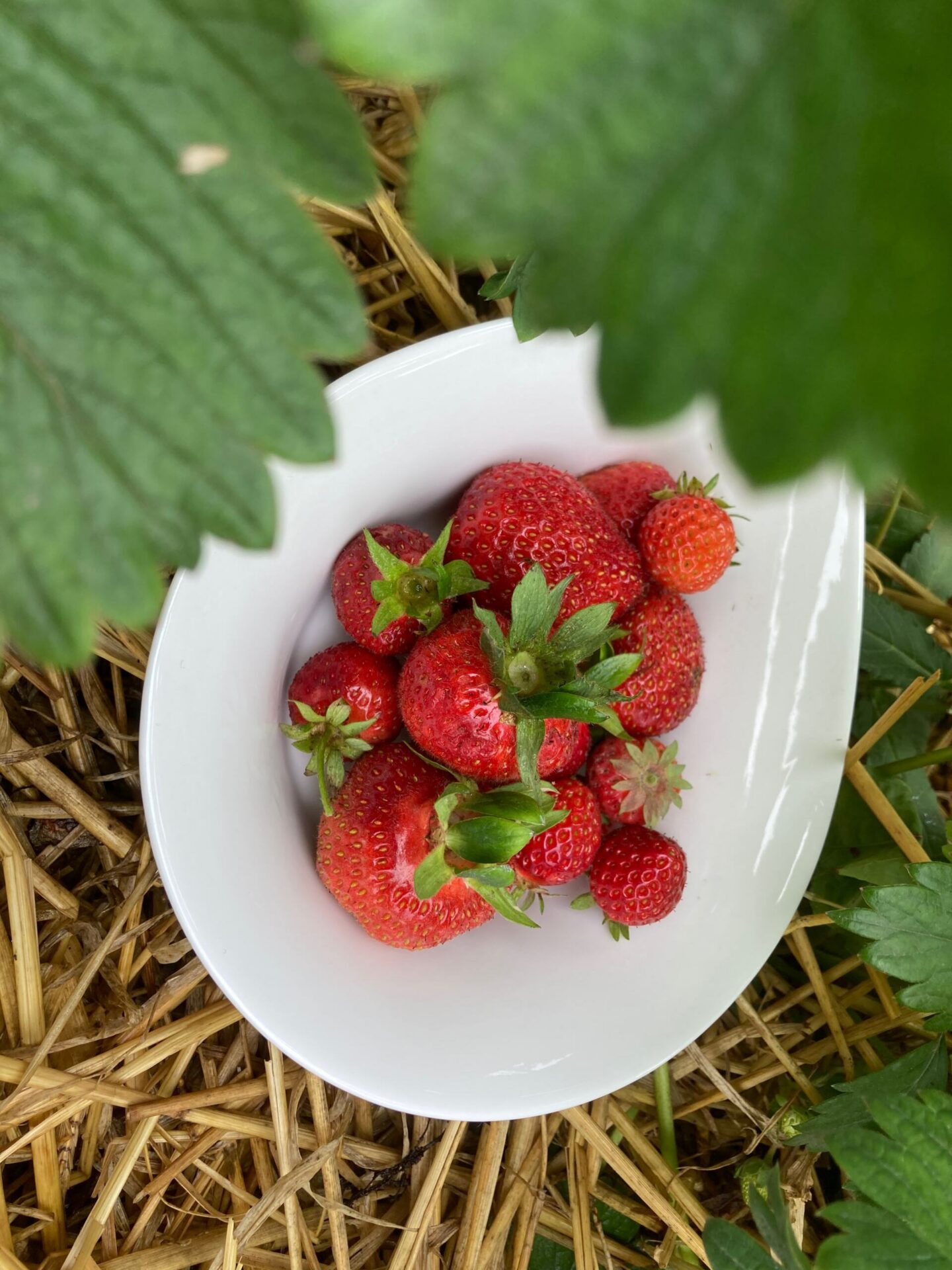 Dejlige jordbær i gårdhaven