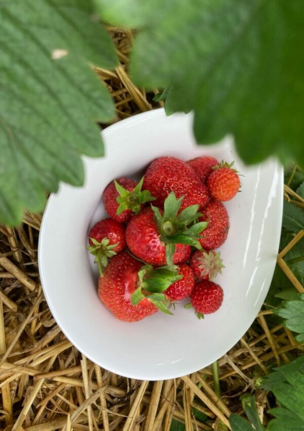 BioNet til jordbær og bærbuske