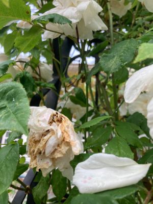 Klip og nus i rosenbedet i gårdhaven