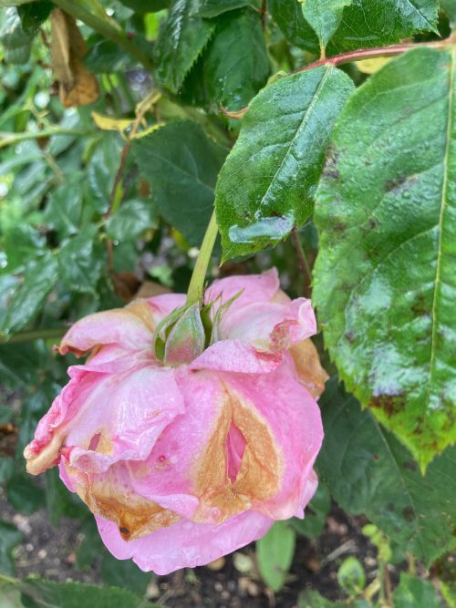 Klip og nus i rosenbedet i gårdhaven