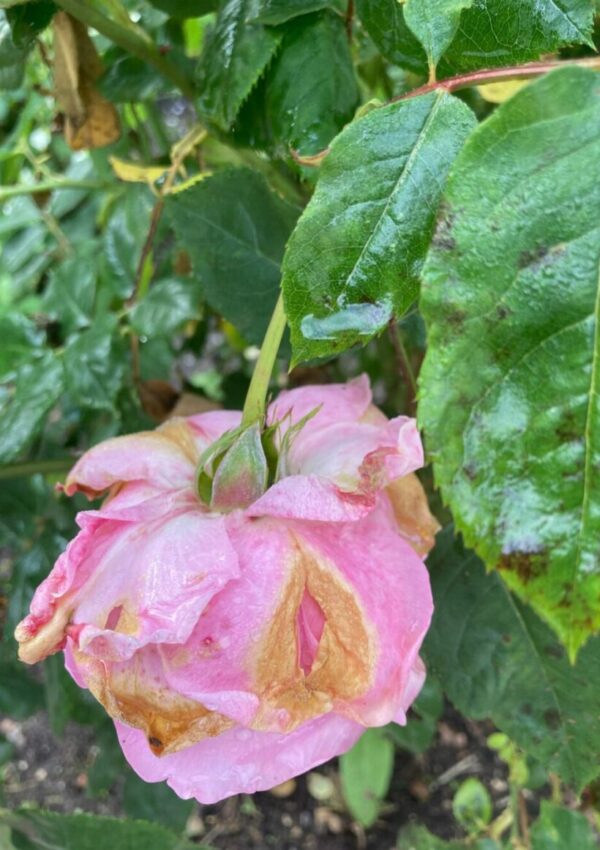 Klip og nus i rosenbedet efter regn