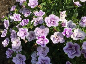 Hornvioler og stedmoderblomster i gårdhaven