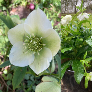 helleborus